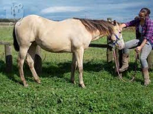 PoulaTo: Quarter Horse προς πώληση